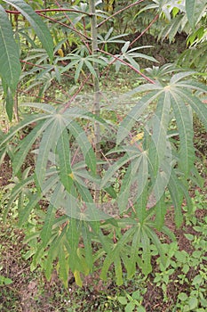 cassava plant on farm for harvest