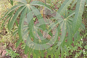 cassava plant on farm for harvest