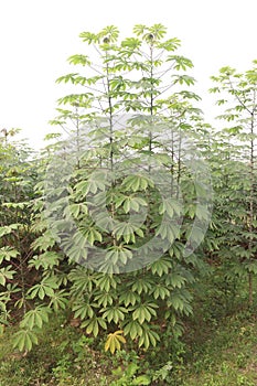 cassava plant on farm for harvest