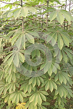 cassava plant on farm for harvest