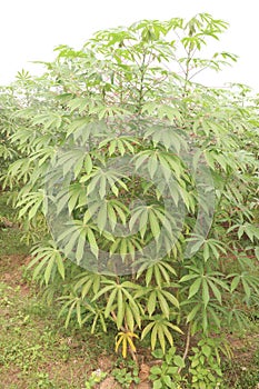 cassava plant on farm for harvest