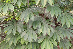 cassava plant on farm for harvest