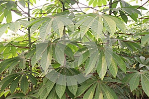 cassava plant on farm for harvest