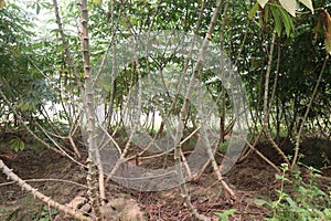 cassava plant on farm for harvest