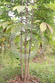 cassava plant on farm for harvest