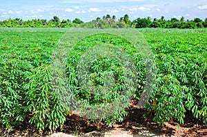 Cassava plant field.