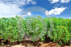 Cassava plant field.