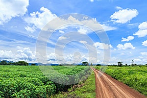 Cassava plant field