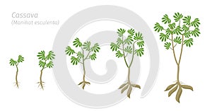Cassava plant growth stages set. Manihot esculenta ripening period progression. Manioc, yuca macaxeira mandioca and aipim life photo