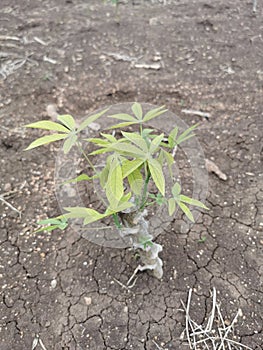 cassava plant leaf disorder effect to plant growth