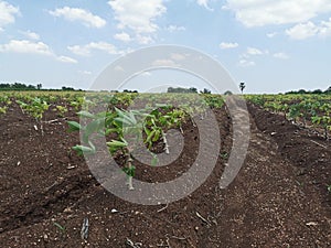 cassava plant leaf disorder effect to plant growth