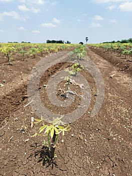 cassava plant leaf disorder effect to plant growth