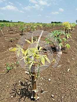 cassava plant leaf disorder effect to plant growth