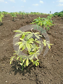 cassava plant leaf disorder effect to plant growth