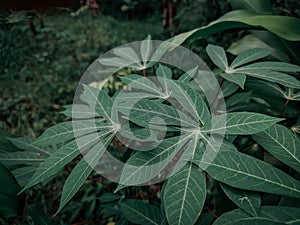 Cassava plant & x28; Manihot Esculenta & x29; green in Indonesia