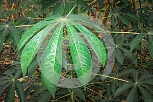 Cassava plant Manihot esculenta growing in a field, Uganda