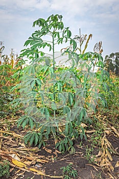 Cassava plant Manihot esculenta growing in a field, Uganda