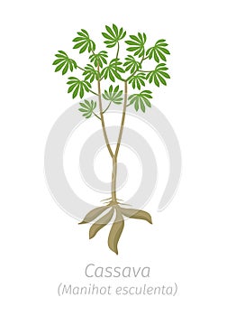 Cassava plant. Manihot esculenta. Manioc, yuca macaxeira mandioca and aipim. Cassava tubers harvested