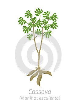 Cassava plant. Manihot esculenta. Manioc, yuca macaxeira mandioca and aipim. Cassava tubers harvested photo