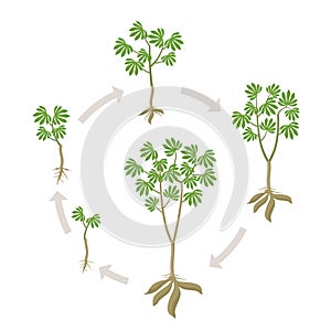 Cassava plant round growth stages set. Manihot esculenta ripening period progression. Manioc, yuca macaxeira mandioca and aipim