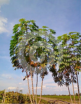 Cassava plant that thrives with a fairly