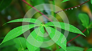 Cassava Plant Vibrant Green Leaves Close Up