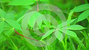 Cassava Plant Vibrant Green Leaves Panning Close Up