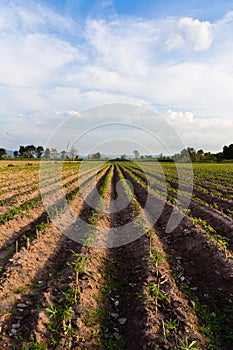 Cassava plantation