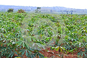 Cassava plantation