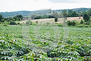 Cassava plantation