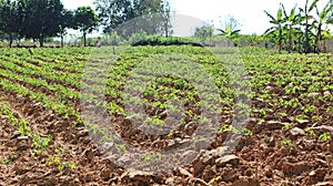 Cassava plantation field in thailand