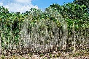 Cassava plantation field in thailand