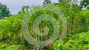 Cassava plantations are managed by local farmers