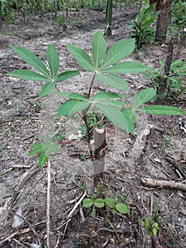 Cassava plants. New growth, light green leaves