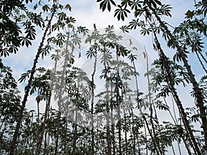 Cassava, raw material that processed to bio-fuel, Thailand.