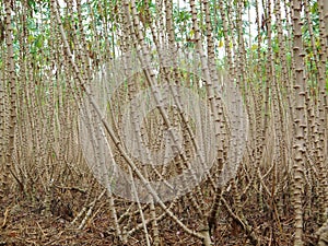 Cassava, raw material that processed to bio-fuel, Thailand.