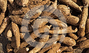 Cassava raw tuber - Manihot esculenta. Colombian market square