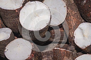 Cassava raw tuber Manihot esculenta photo
