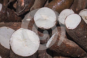 Cassava raw tuber Manihot esculenta photo