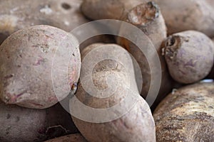 Cassava raw tuber Manihot esculenta photo