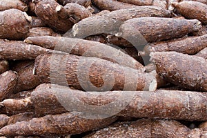 Cassava Root