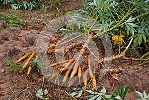 Cassava root