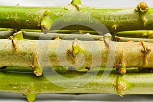 Cassava stems