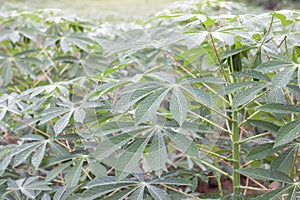 Cassava or Tapioca Fields with rain drops is growing.