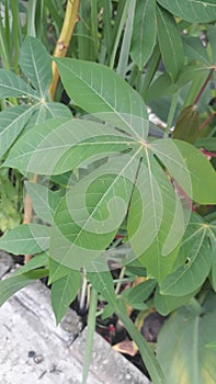 cassava tree