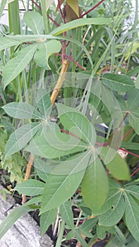 cassava tree