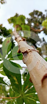 cassava tree in the afternoon