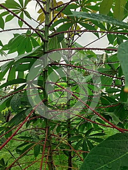 Cassava tree exposed to water