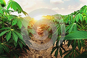 cassava tree in farm