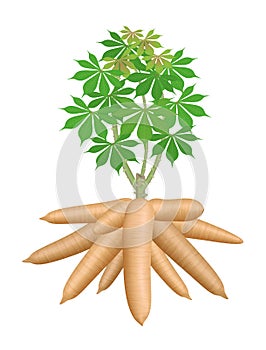 Cassava tree plant, big cassava rhizomes isolated on white background, manioc cassava roots underground plants, cassava plantation
